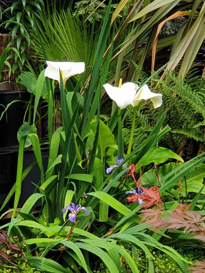 Tropical Garden Oasis Rooms เบอร์มิงแฮม ภายนอก รูปภาพ
