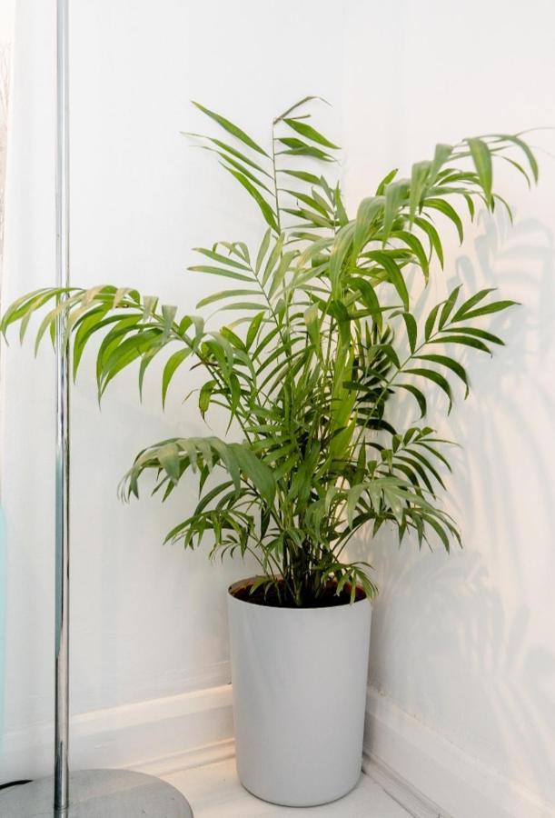 Tropical Garden Oasis Rooms เบอร์มิงแฮม ภายนอก รูปภาพ